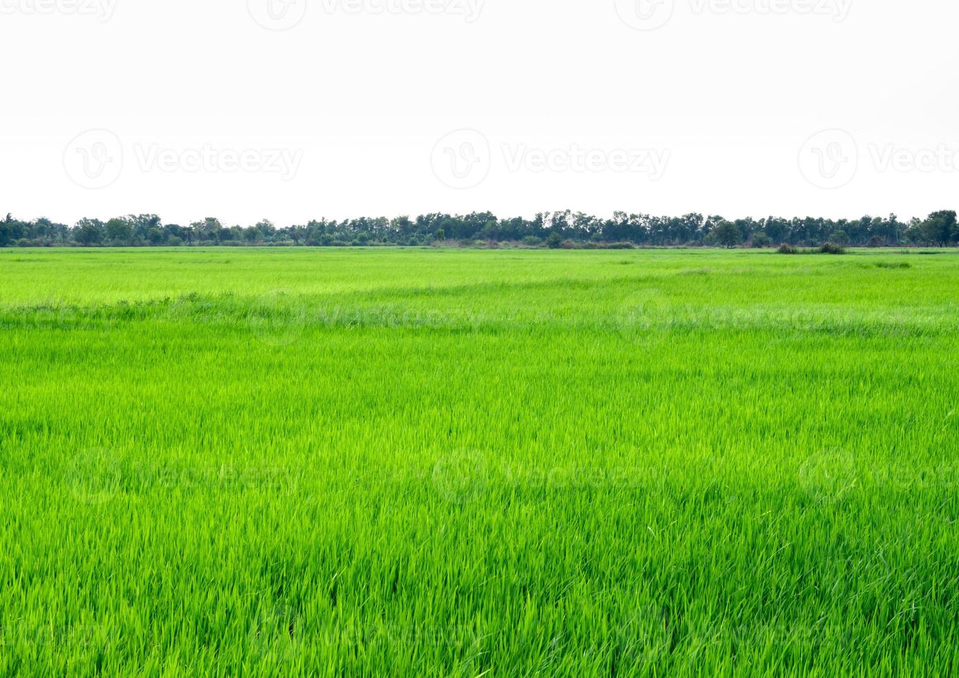Rice field scenery in thailand, green background photo