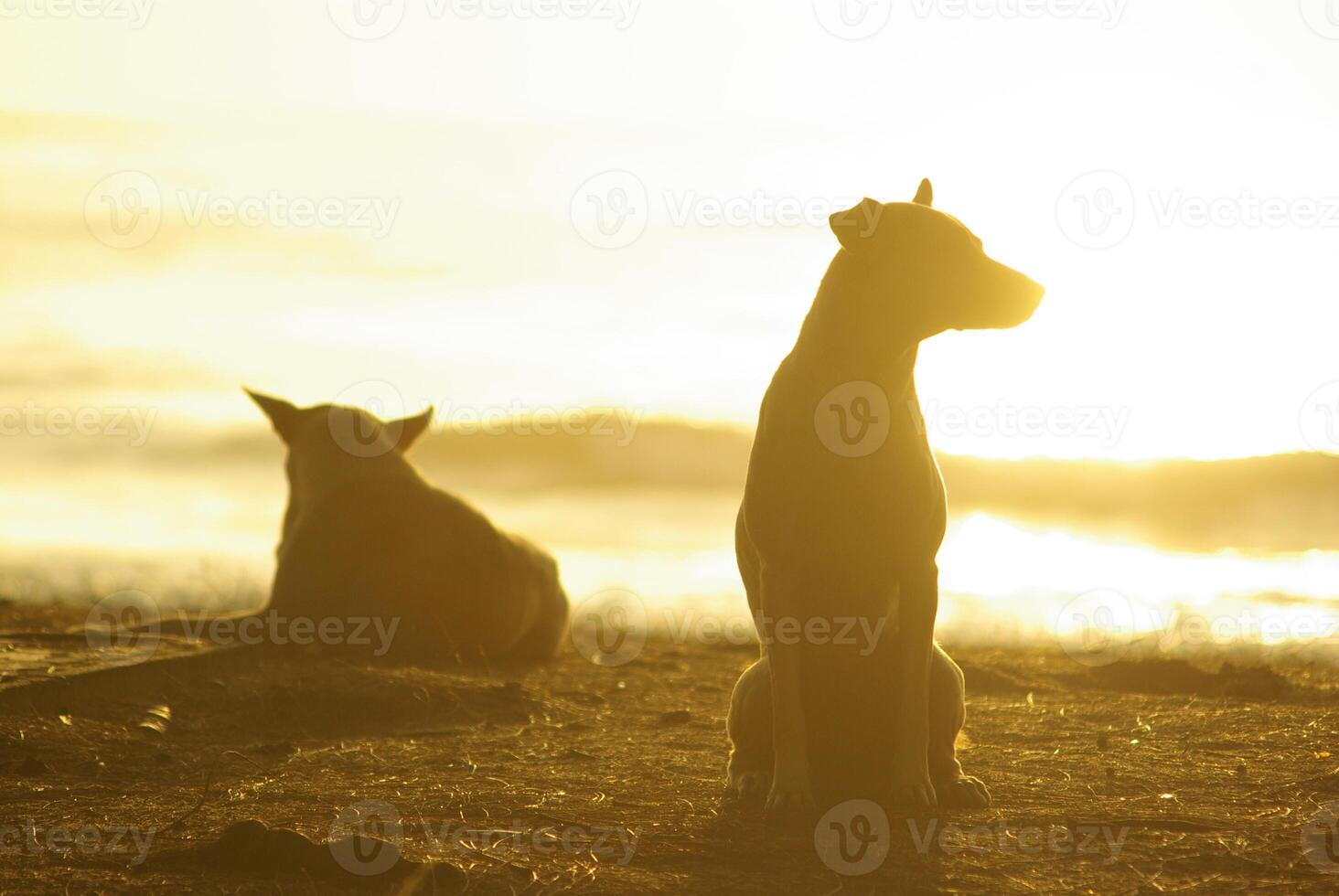 Silhouette of a dog lying on the beach and the gold light of sunset reflex on the sea surface photo