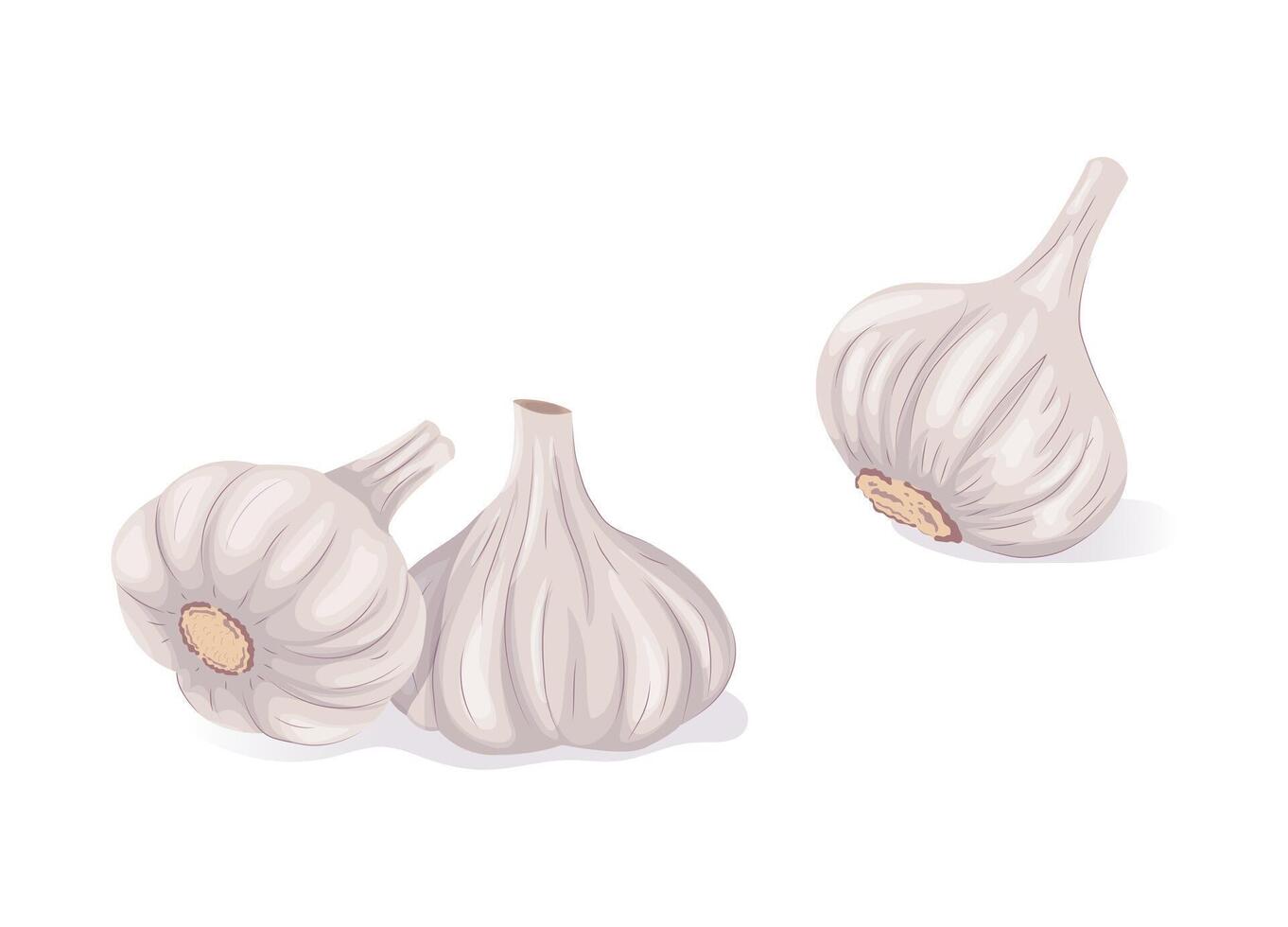 Garlic set, vegetable illustration. Whole heads of garlic. vector