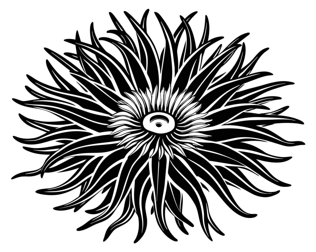 Anemone Outline illustration vector