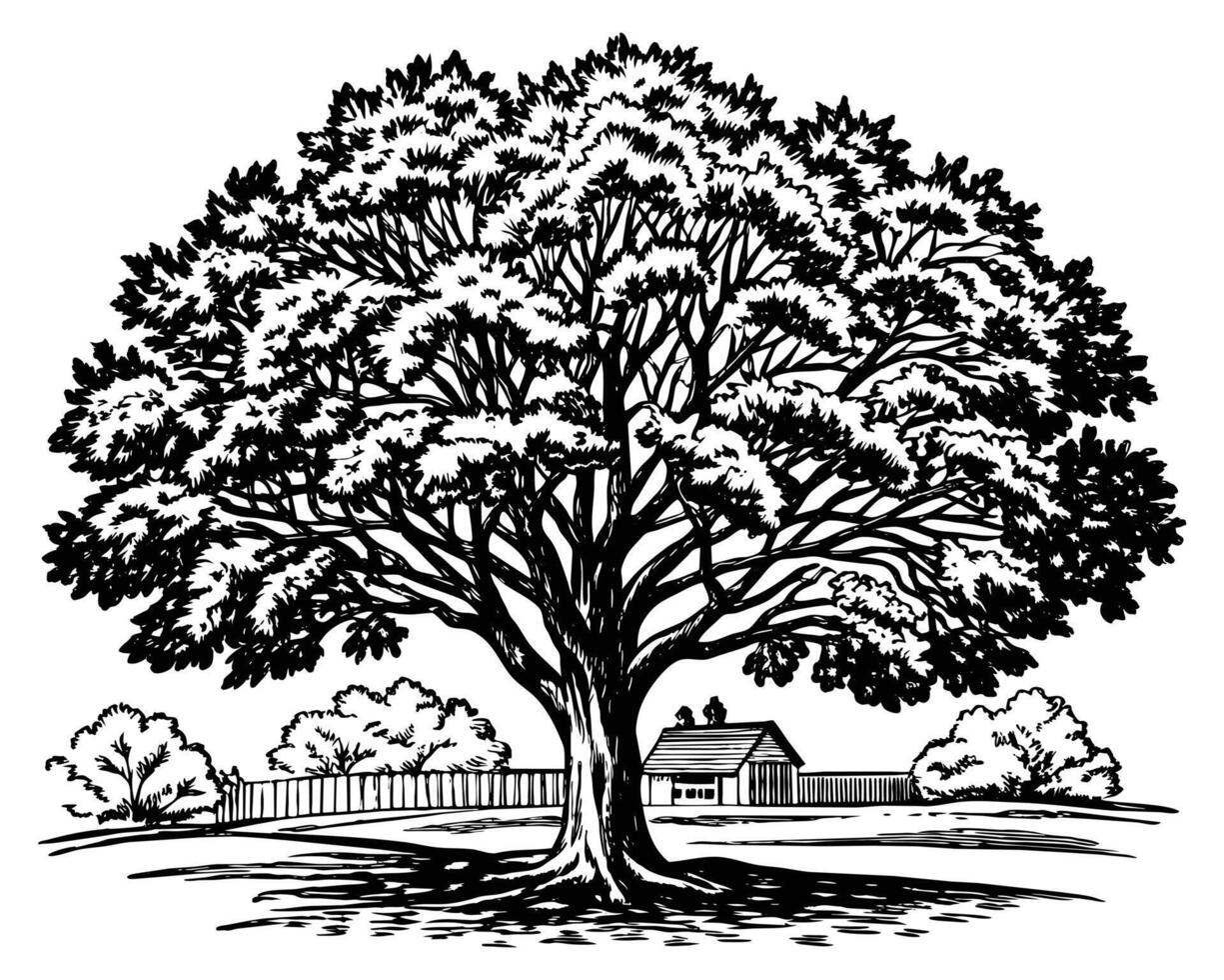 Tree Illustration Drawing vector