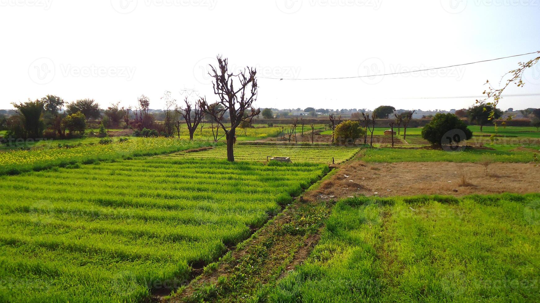 Green Fields in the Village Life photo