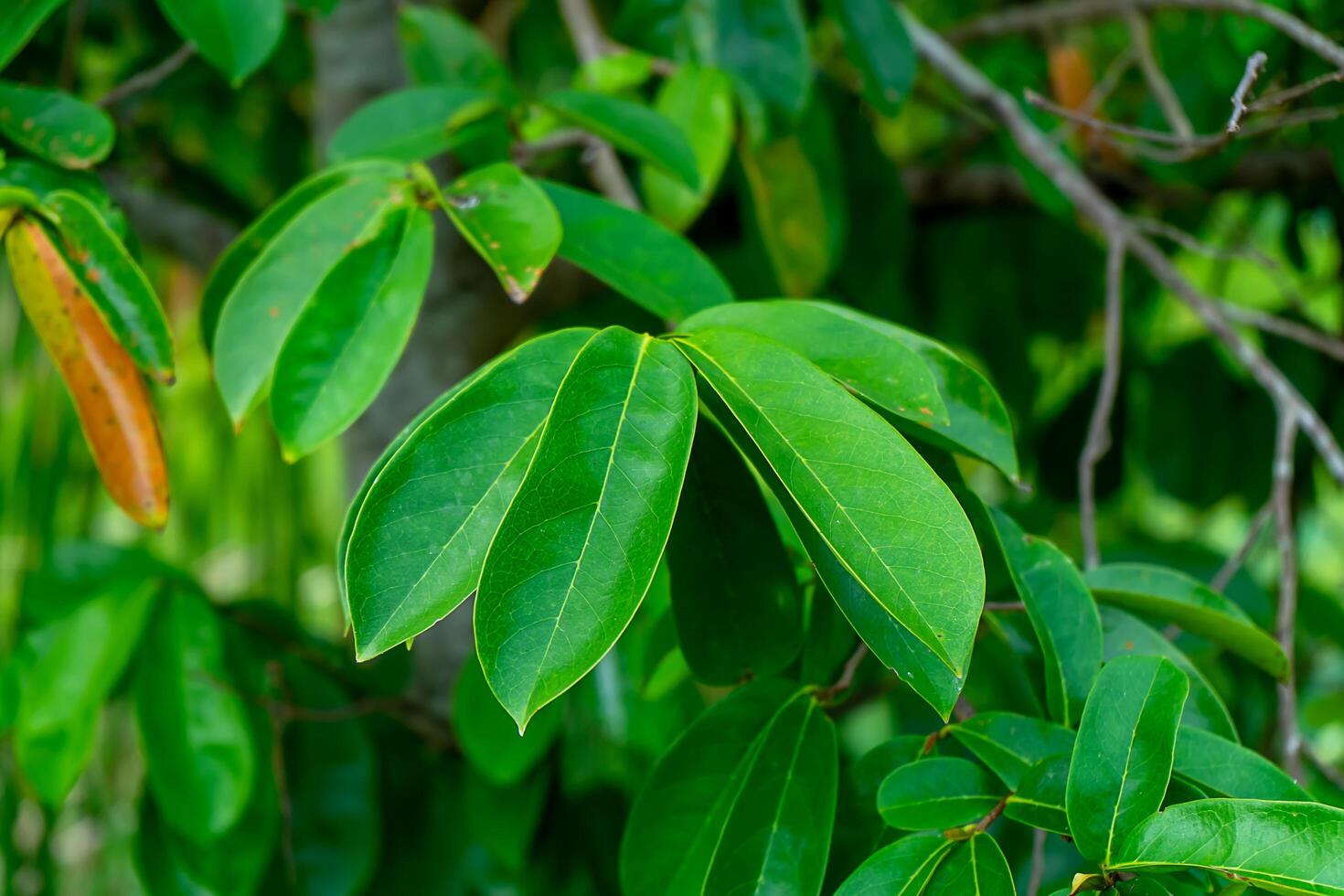 Close up Soursop tree. photo