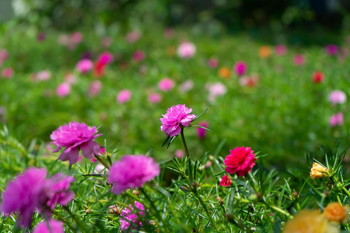 Portulaca flower in garden. photo