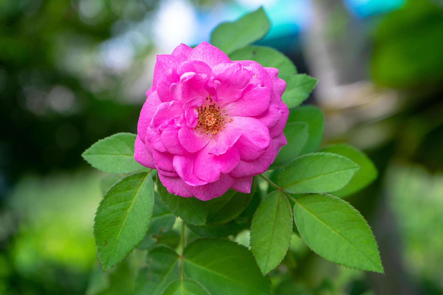 Pink rose flower photo