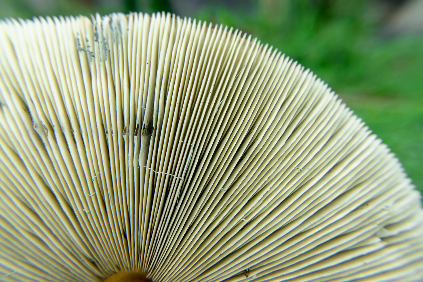 Close up Magic mushroom photo