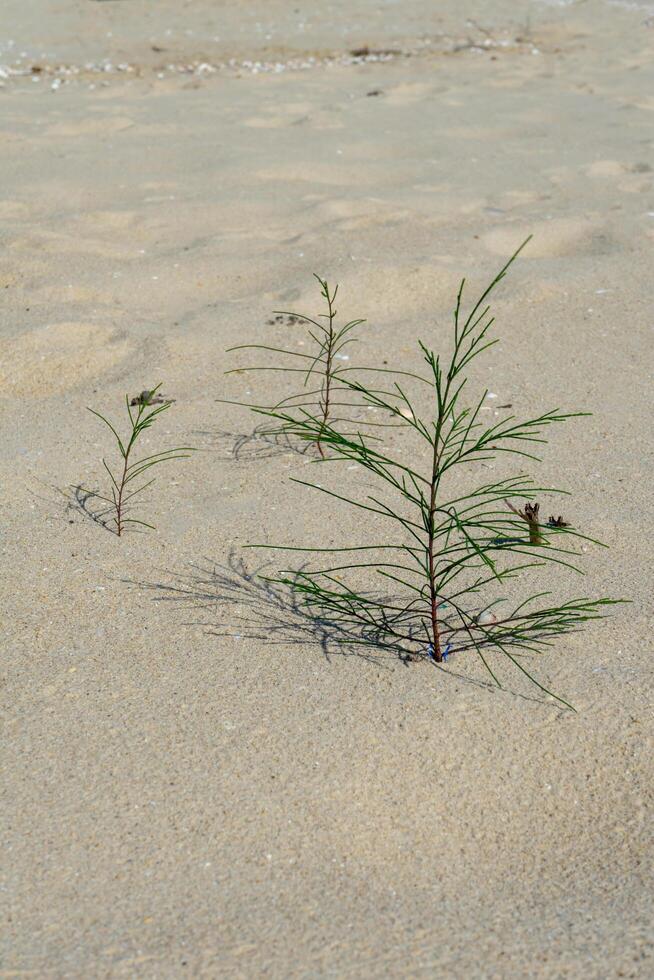 Seedlings of pine trees growing on sand. photo