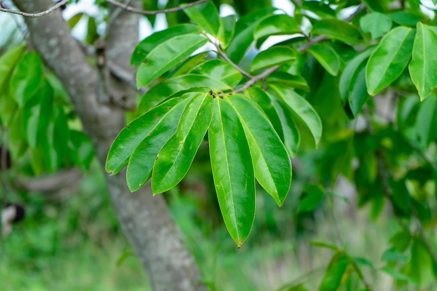 Close up Soursop tree. photo
