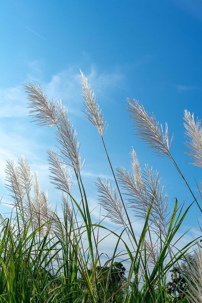 Wild Cane flower. photo