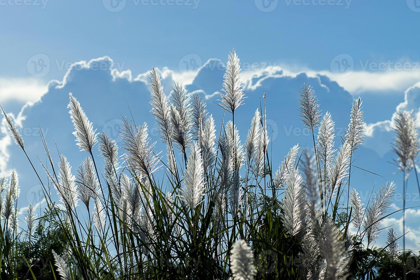 White grass flower photo