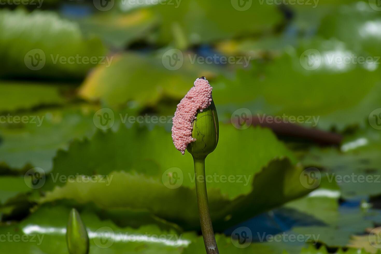 Close up of Golden Apple Snail eggs. photo