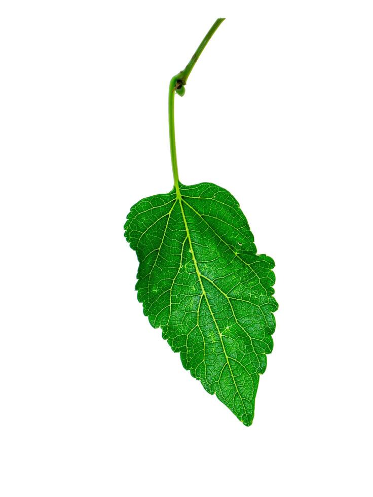 Close up leaf on white background. photo