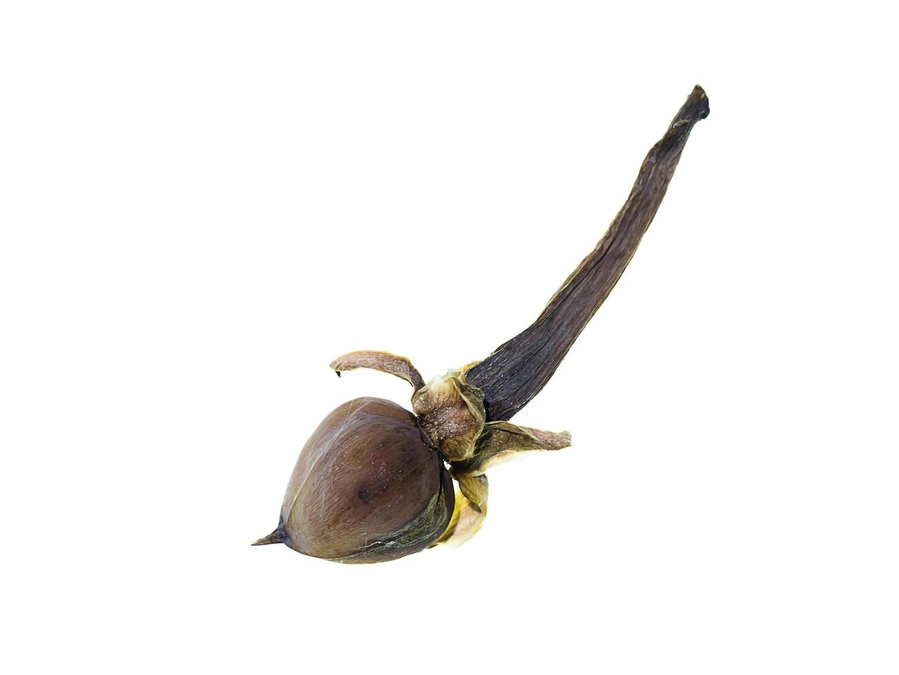 Convolvulaceae seeds plant photo