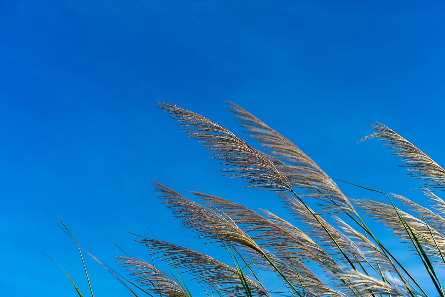 White grass flower with blue sky background. photo