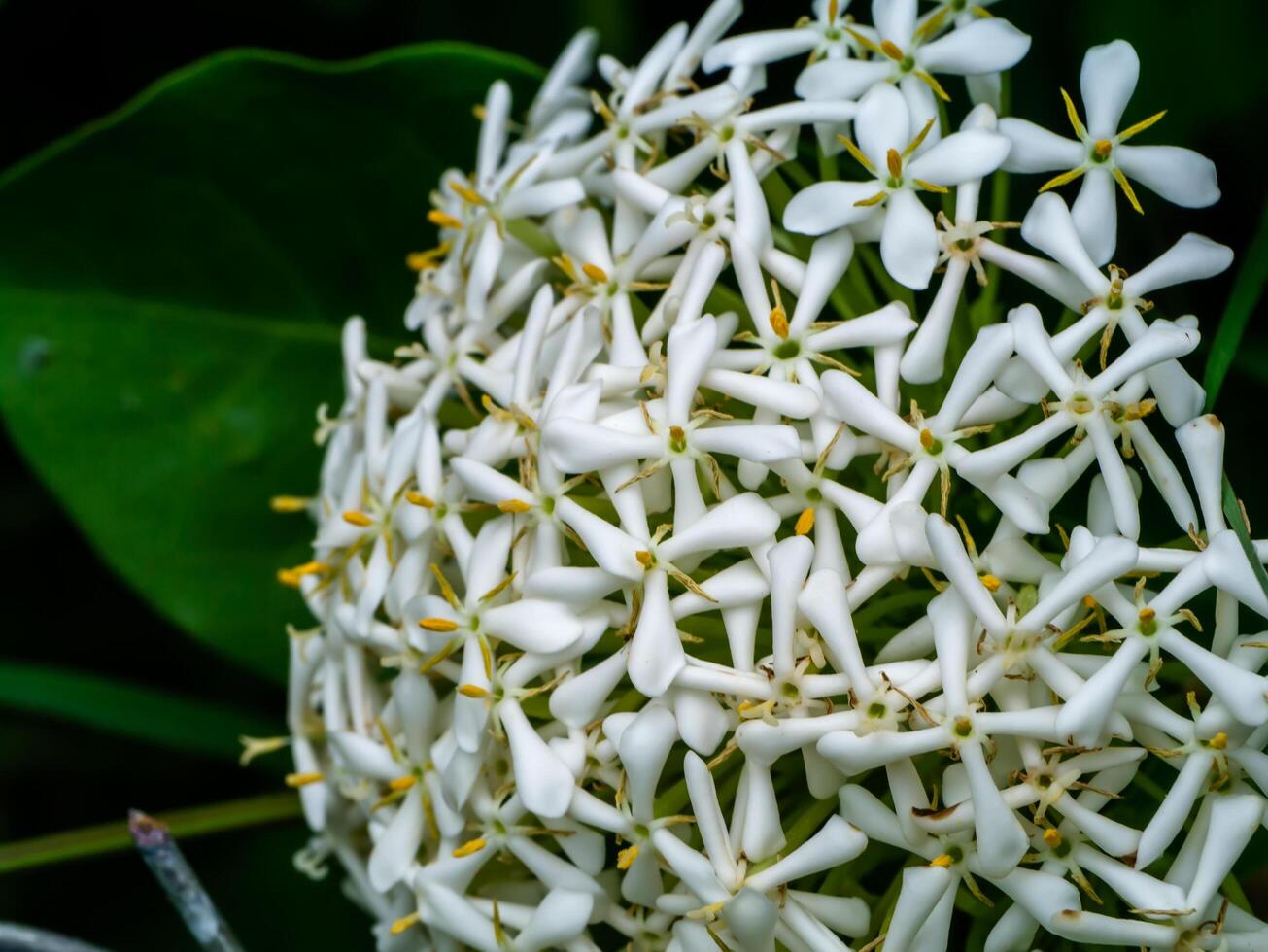 Close up of Siamese white ixora flower. photo