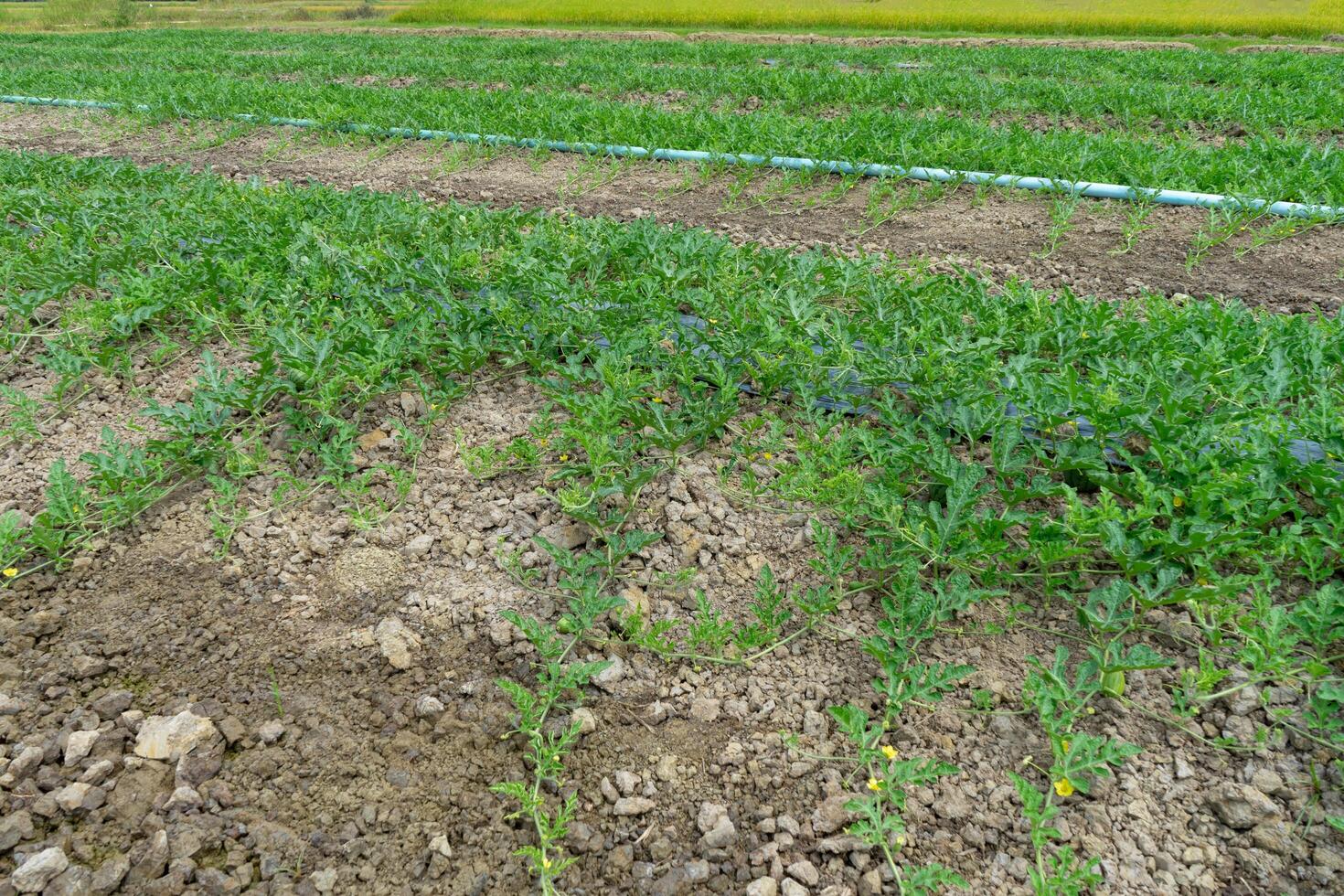 Watermelon Fruit Farm photo