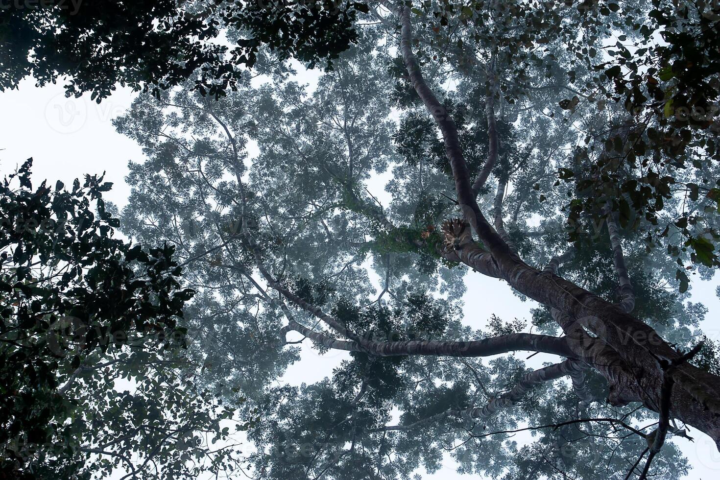 View under the tree in the morning with foggy. photo