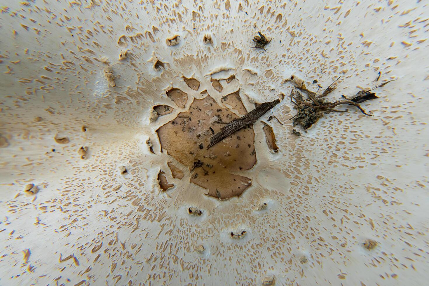 Close up Magic mushroom photo