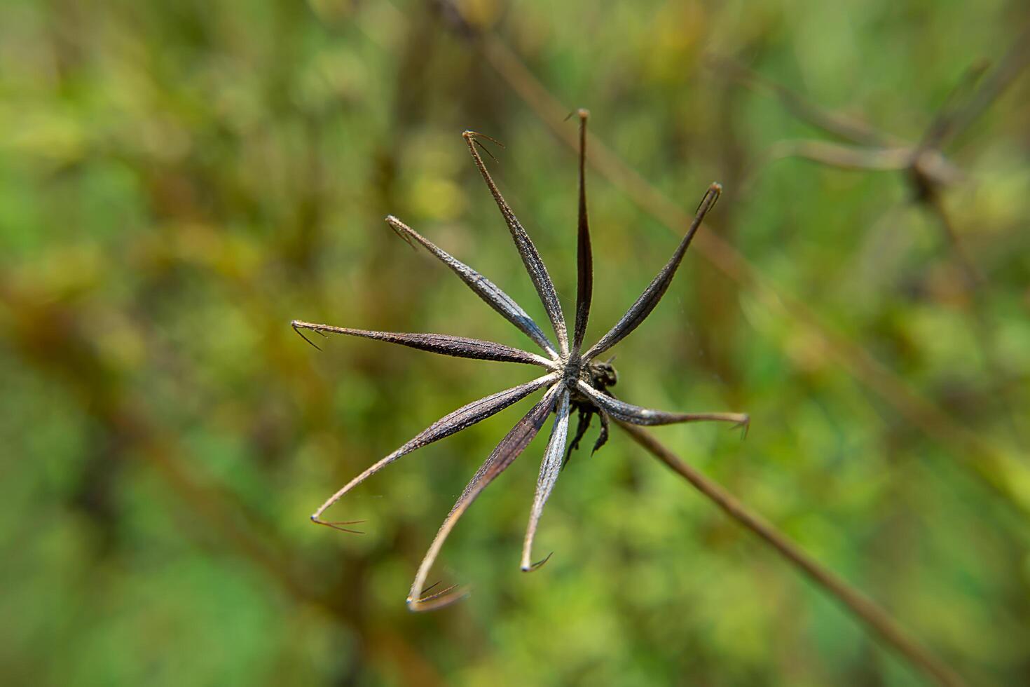 semillas de cosmos flor foto