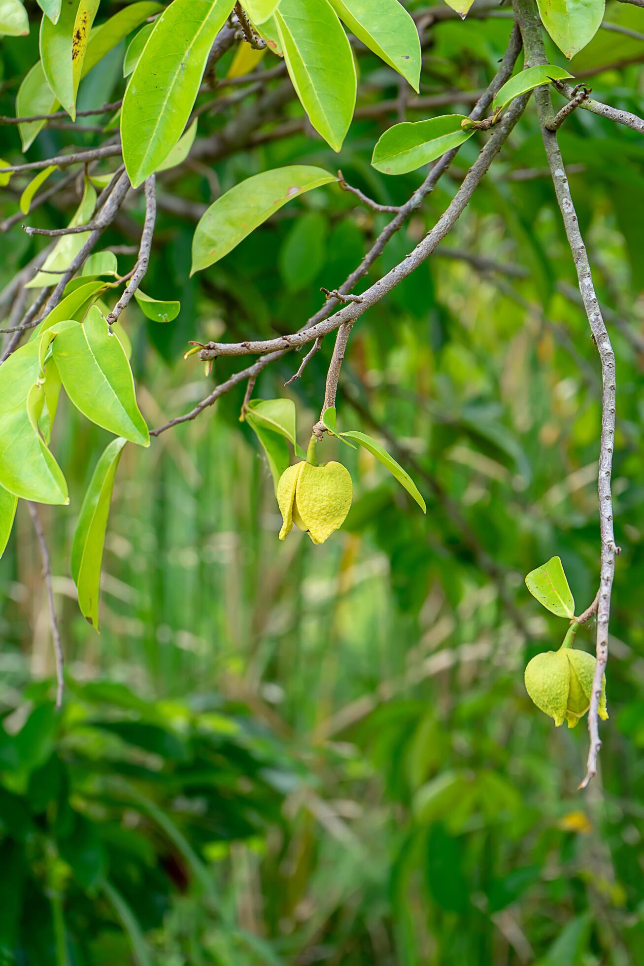The Unexpected Factors Driving Up Soursop Prices - m9urtlx