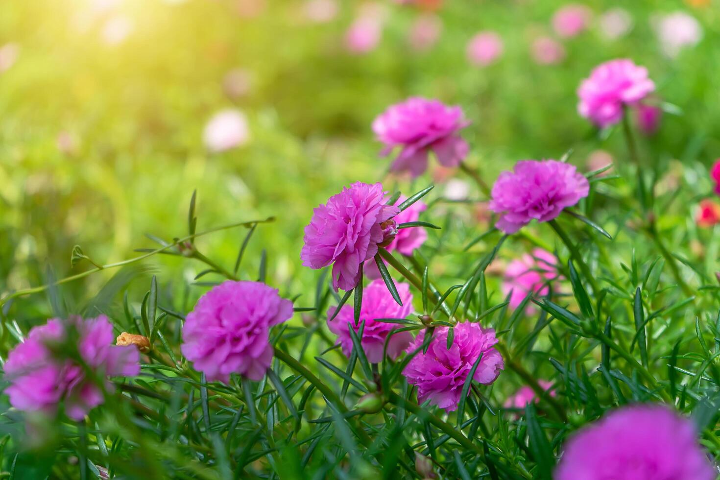 Portulaca flower in garden. photo