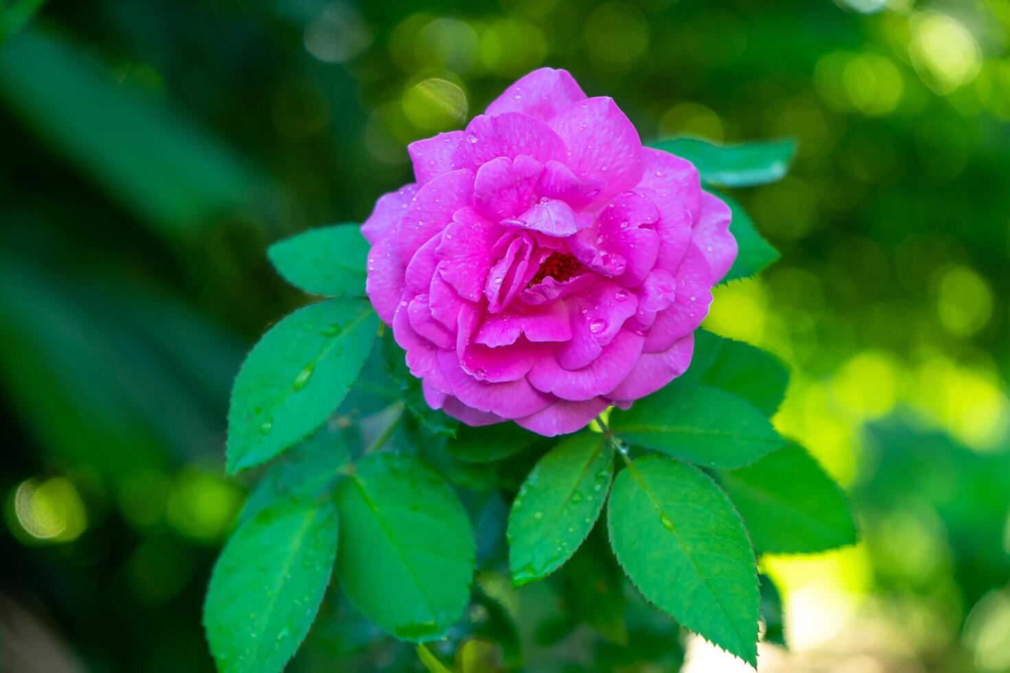 Pink rose flower photo