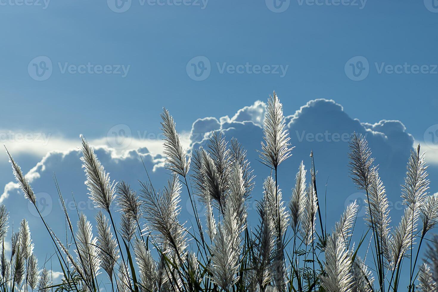 White grass flower photo