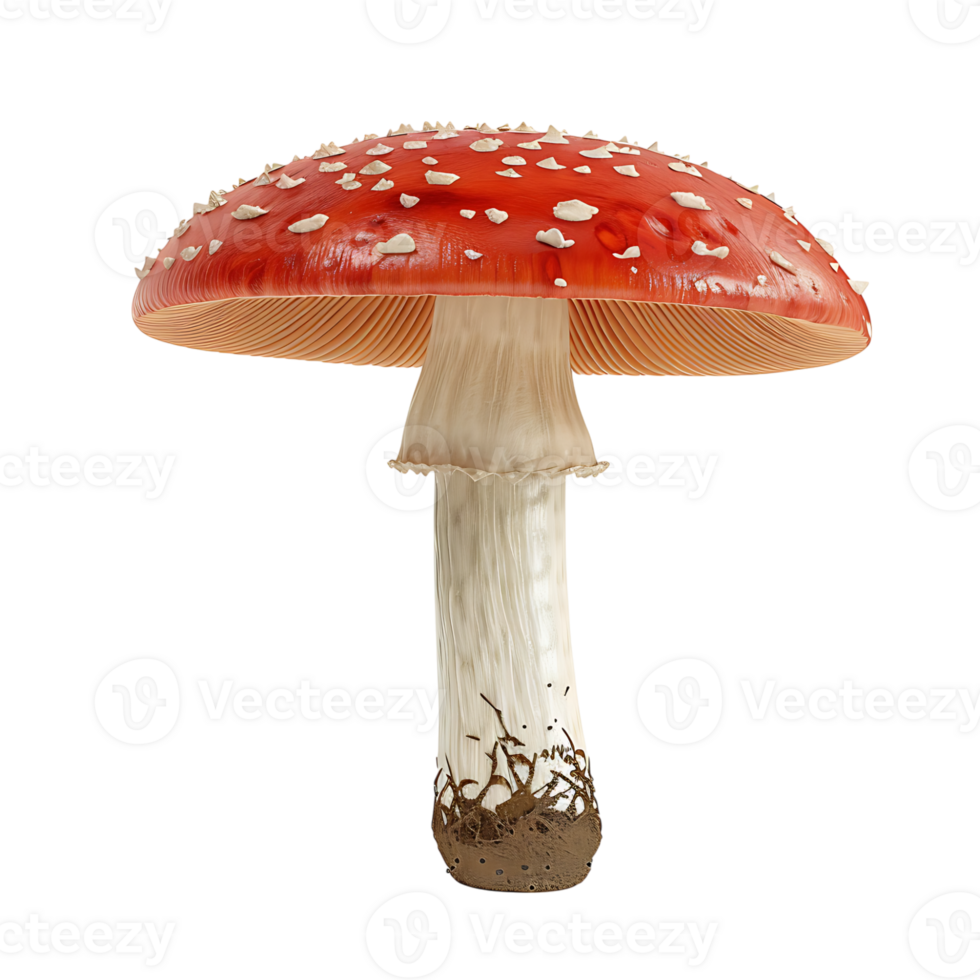 Mushroom on isolated transparent background png