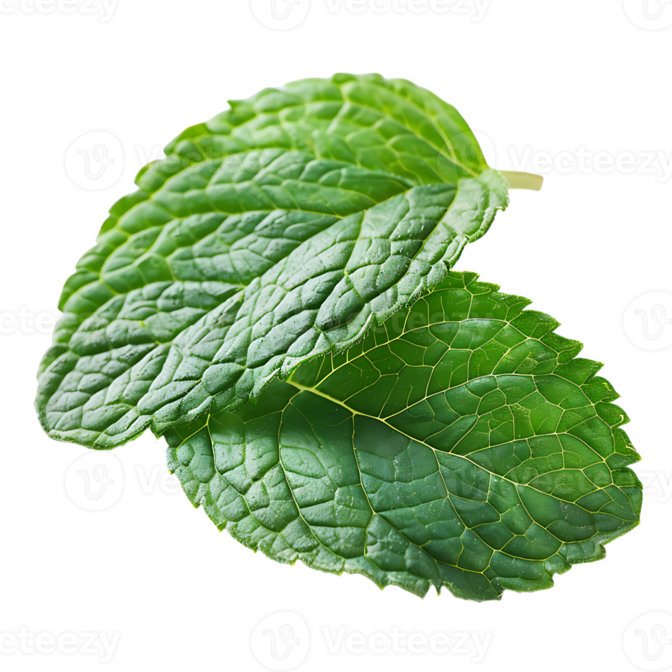 mint leaves on isolated transparent background png