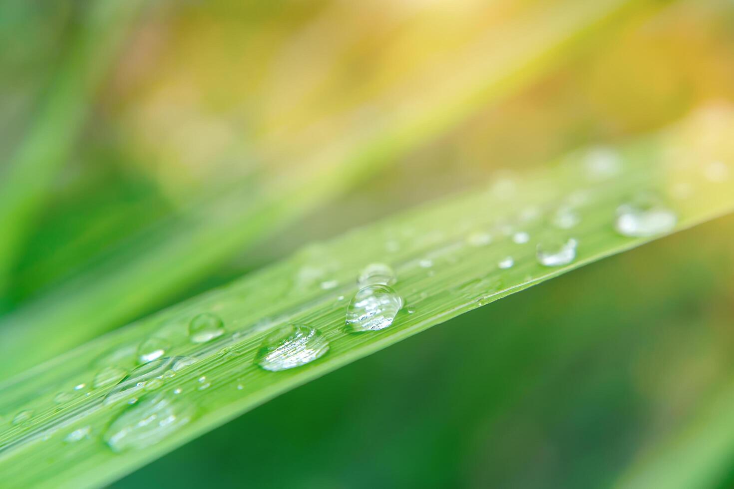 gotas de agua en las hojas foto