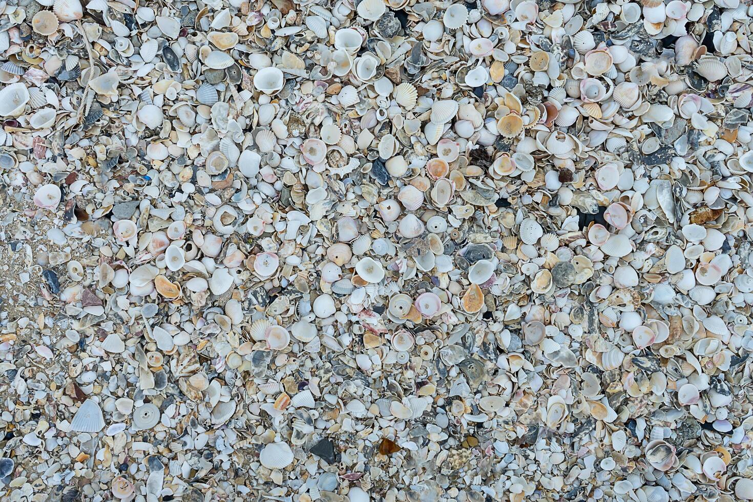 Shells on the beach photo