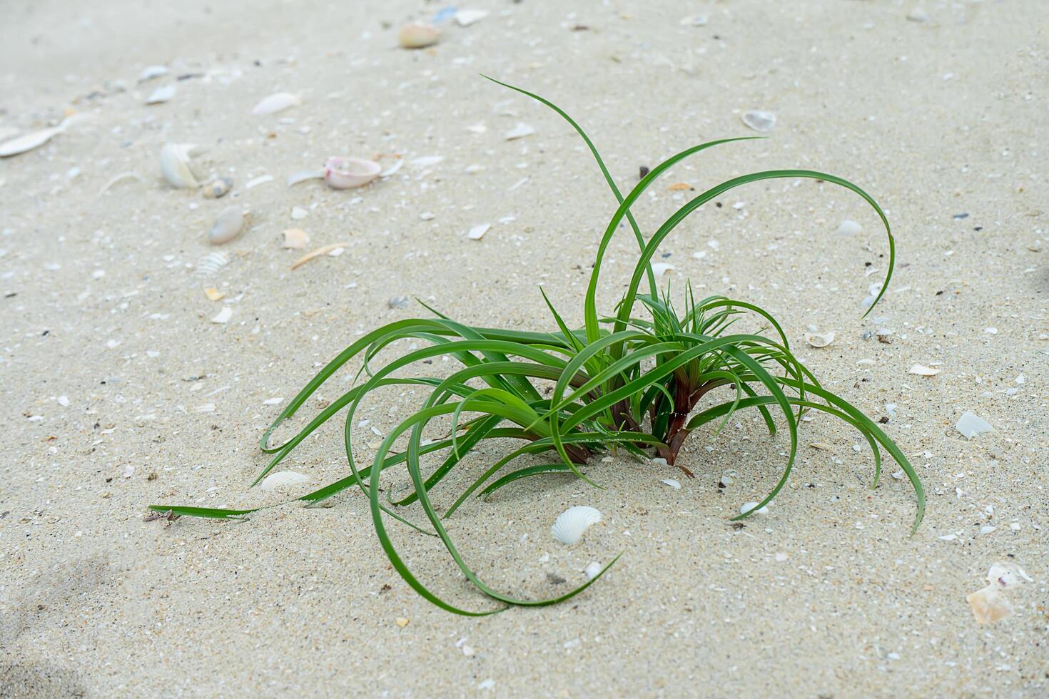 flower grass on the beach. photo