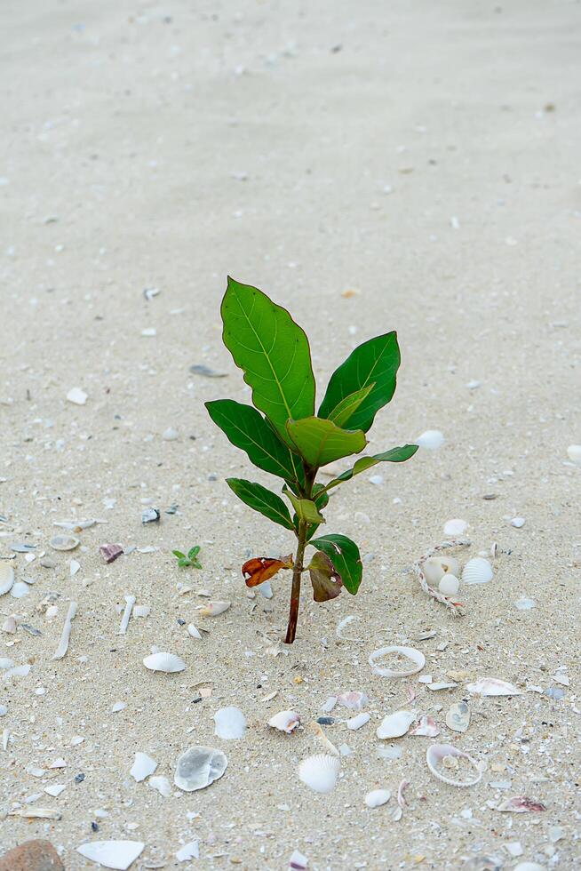 pequeño árbol en el playa foto