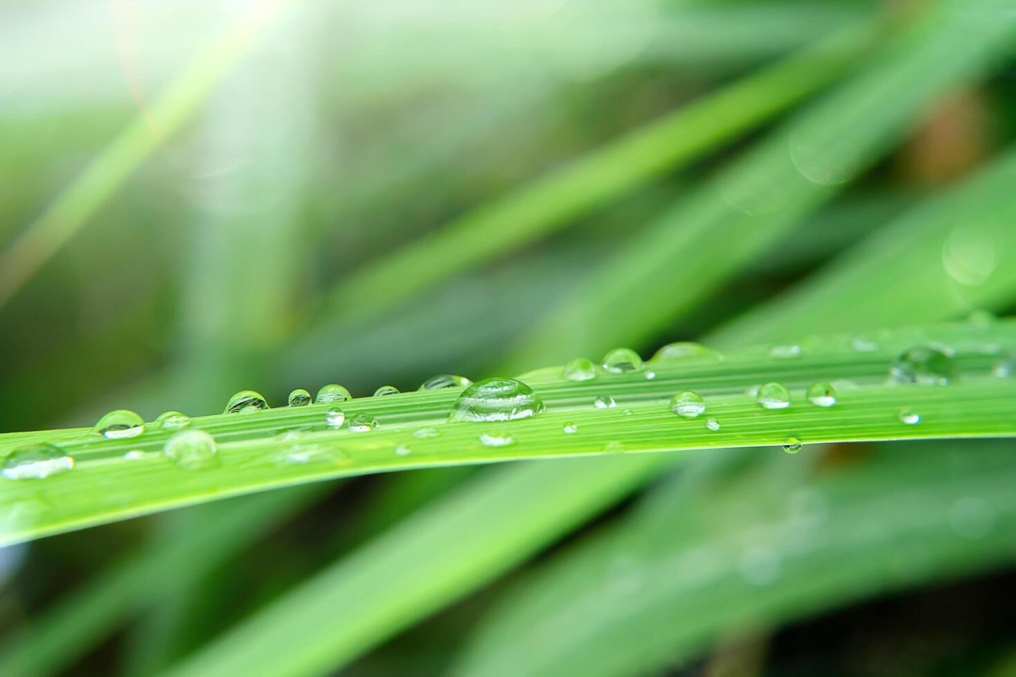 Water drops on the leaves photo