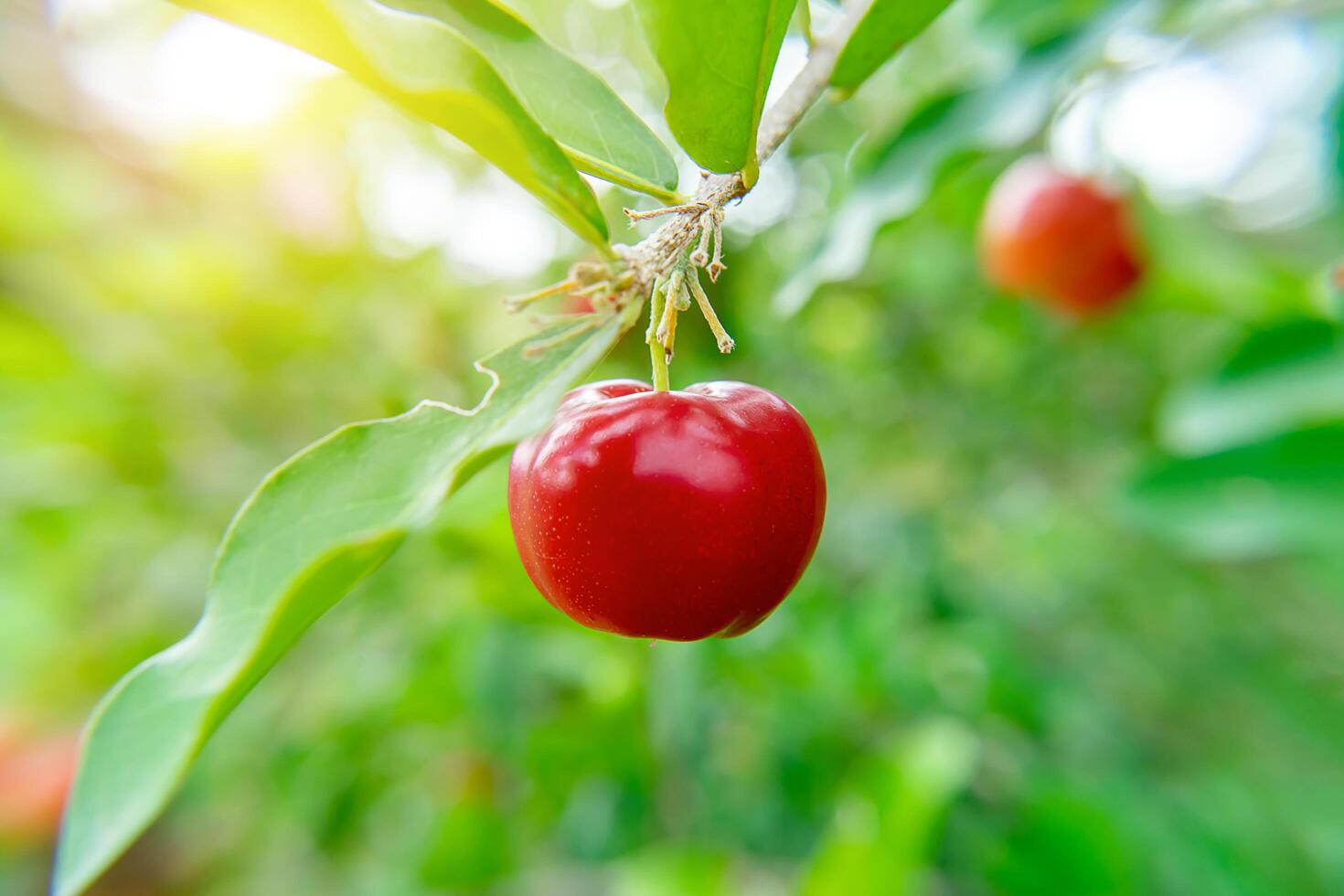 acerola Cereza fruta. foto