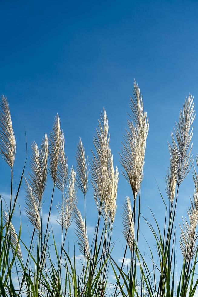 White grass flower with blue sky background. photo