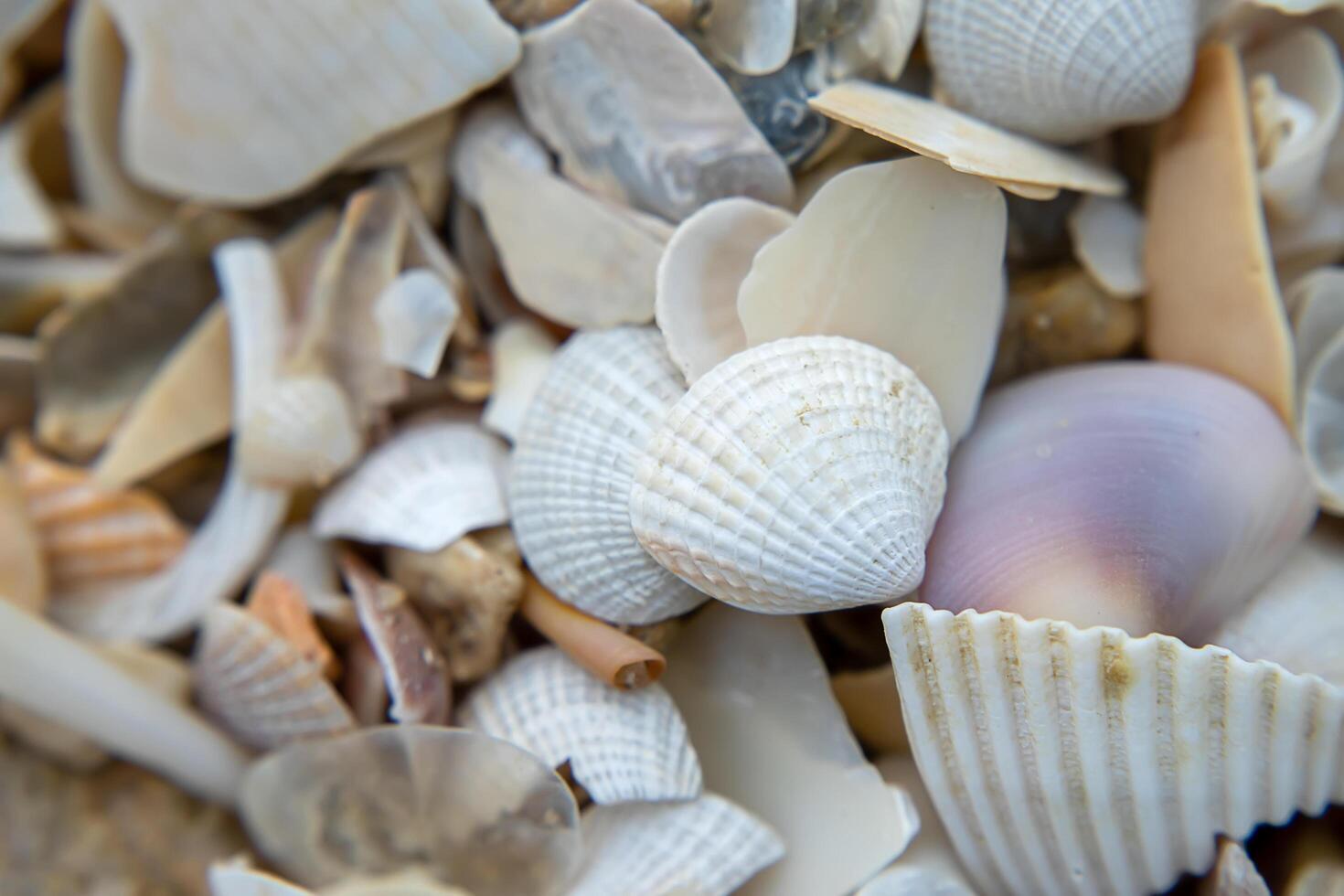 conchas en la playa foto