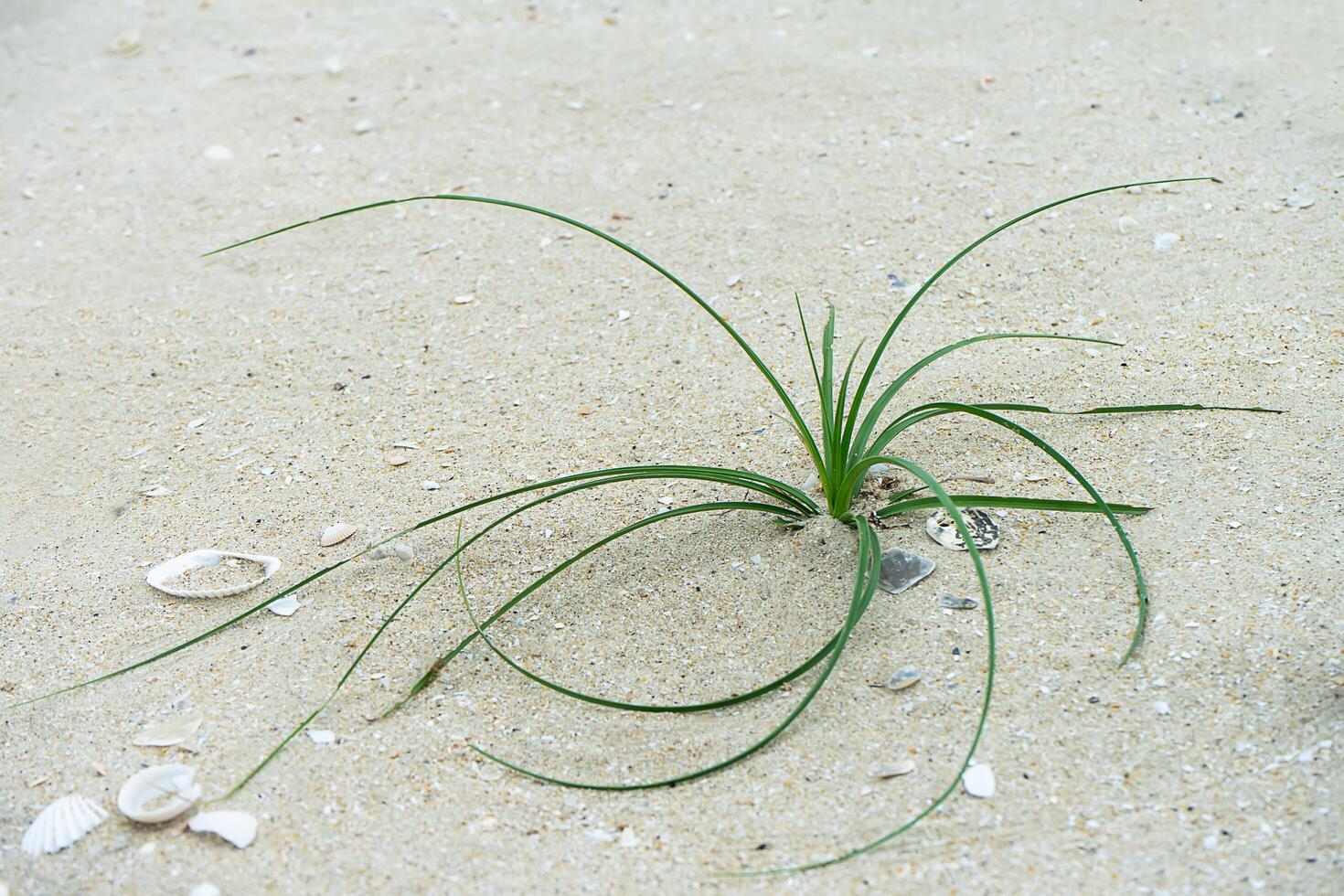 flower grass on the beach. photo