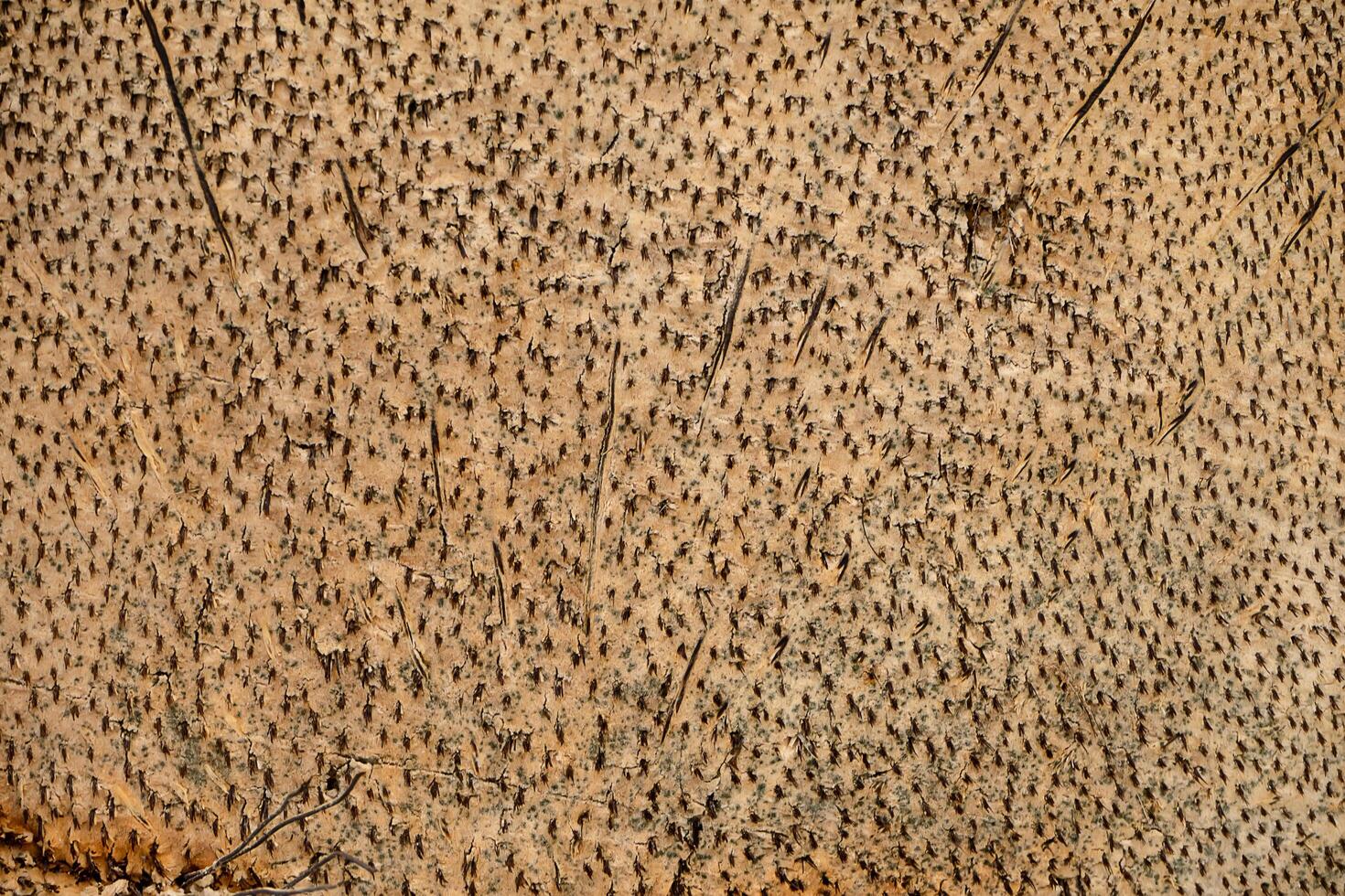 Texture background of Palmyra palm wooden. photo