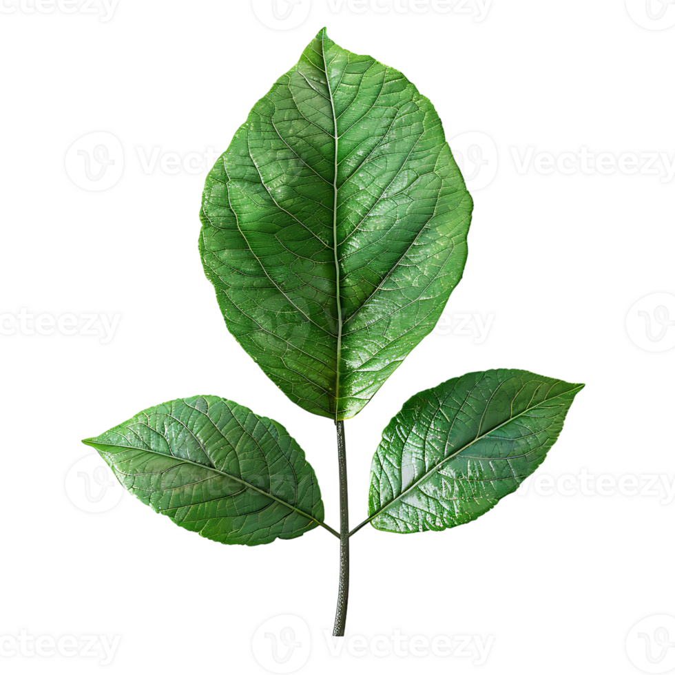 A Leave on transparent Background png