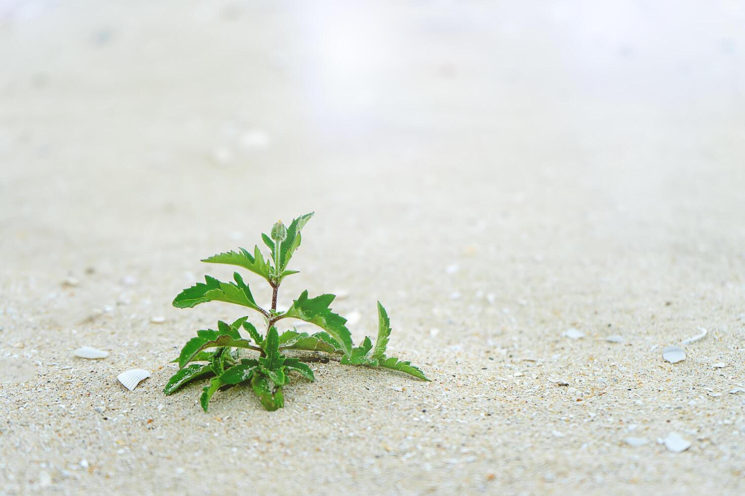 flower grass on the beach. photo