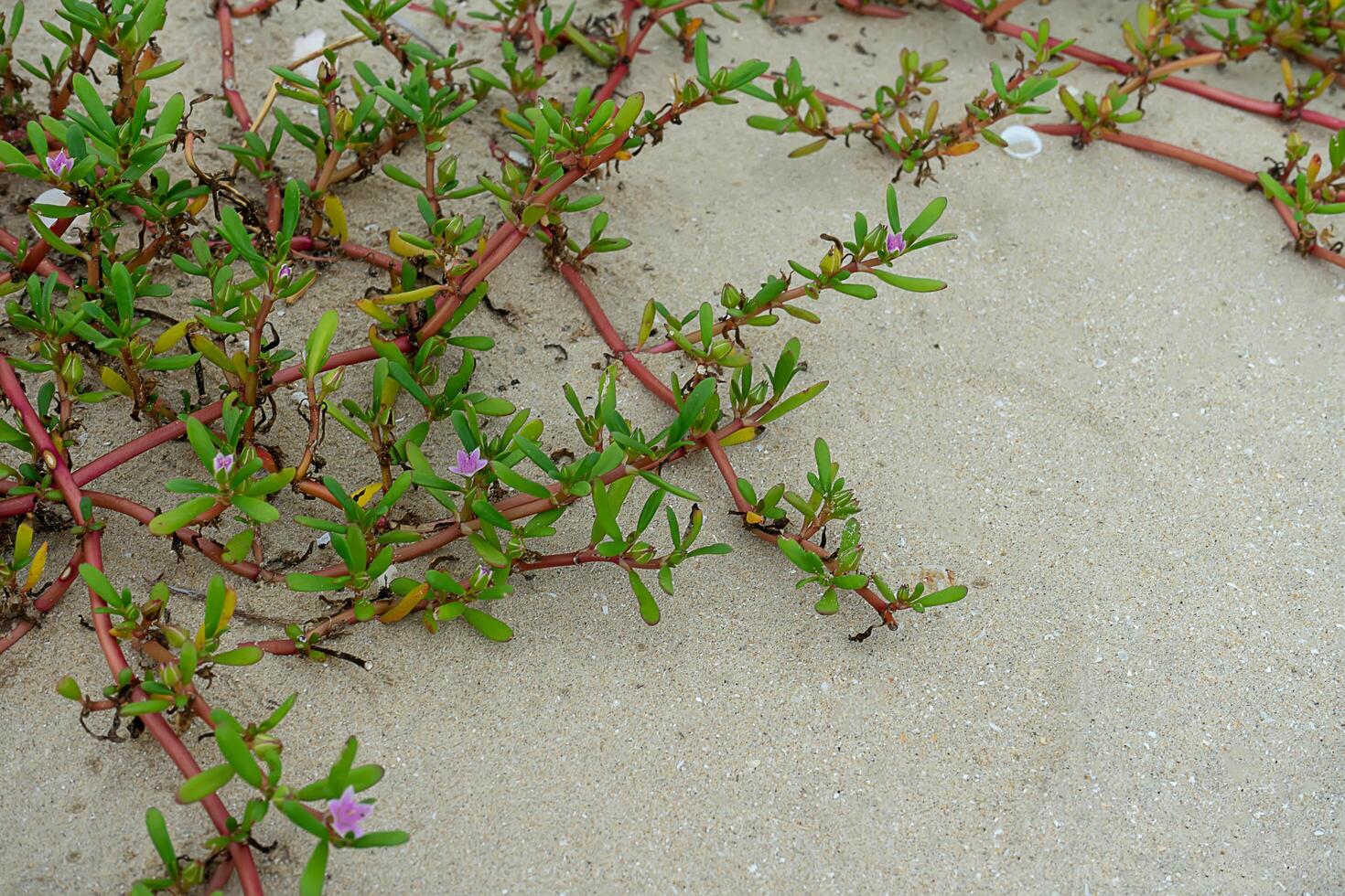 flower grass on the beach. photo