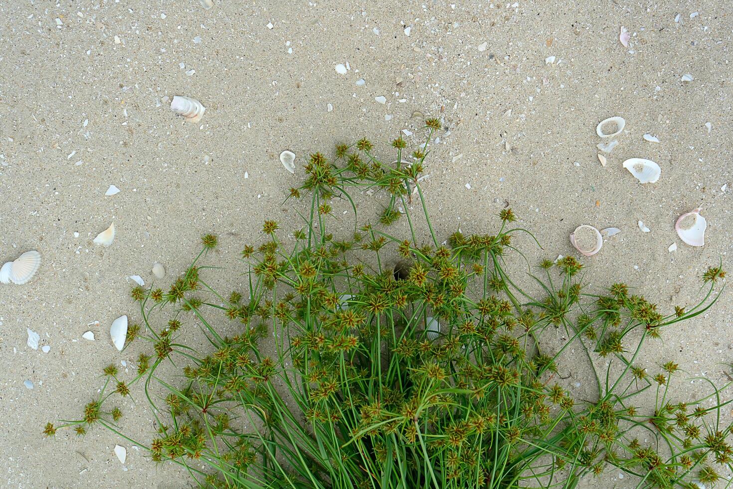 flower grass on the beach. photo