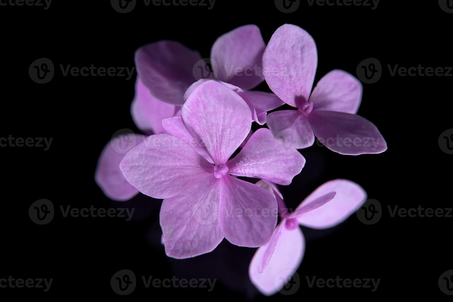 Close up Hydrangea flower photo