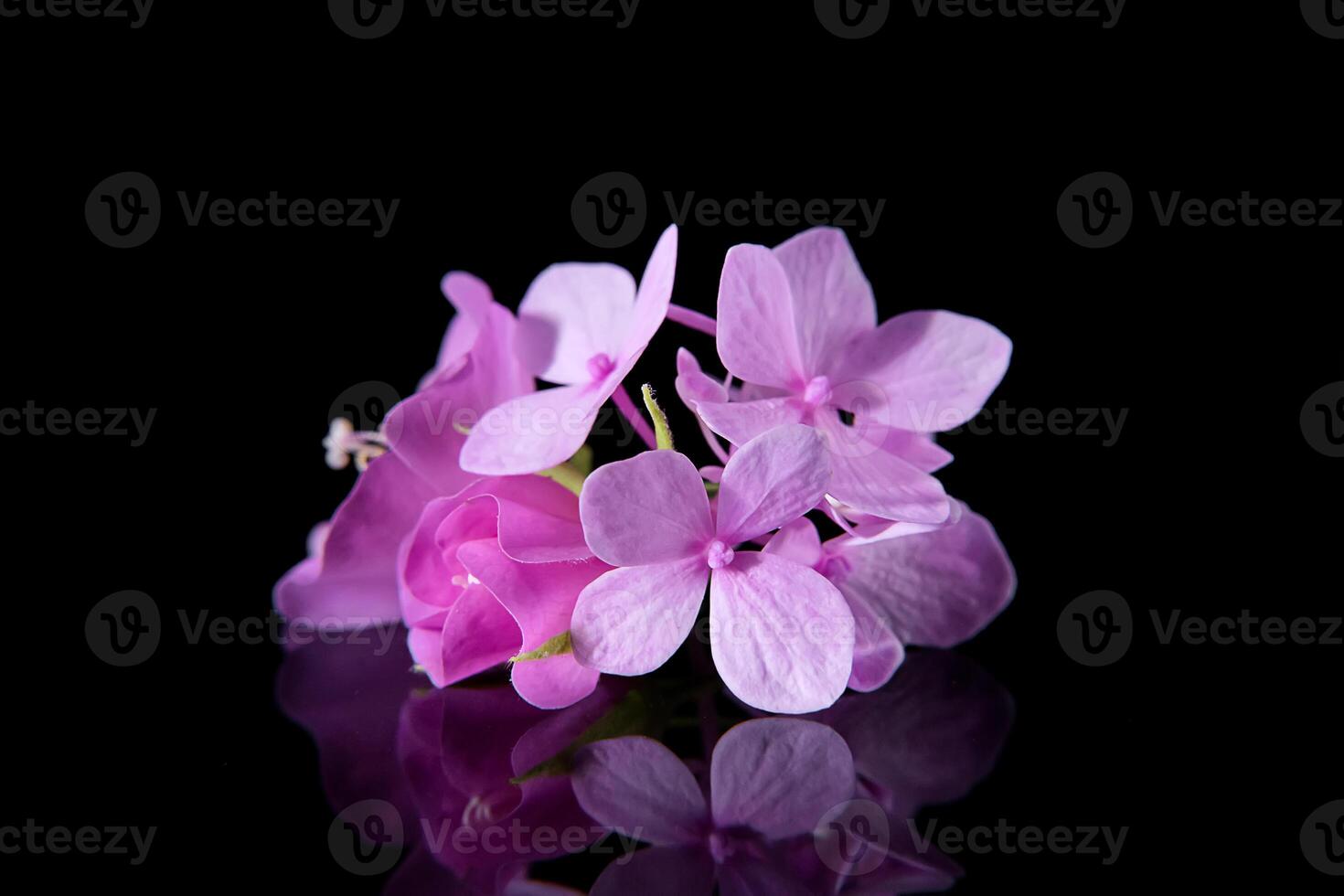 Close up Hydrangea flower photo