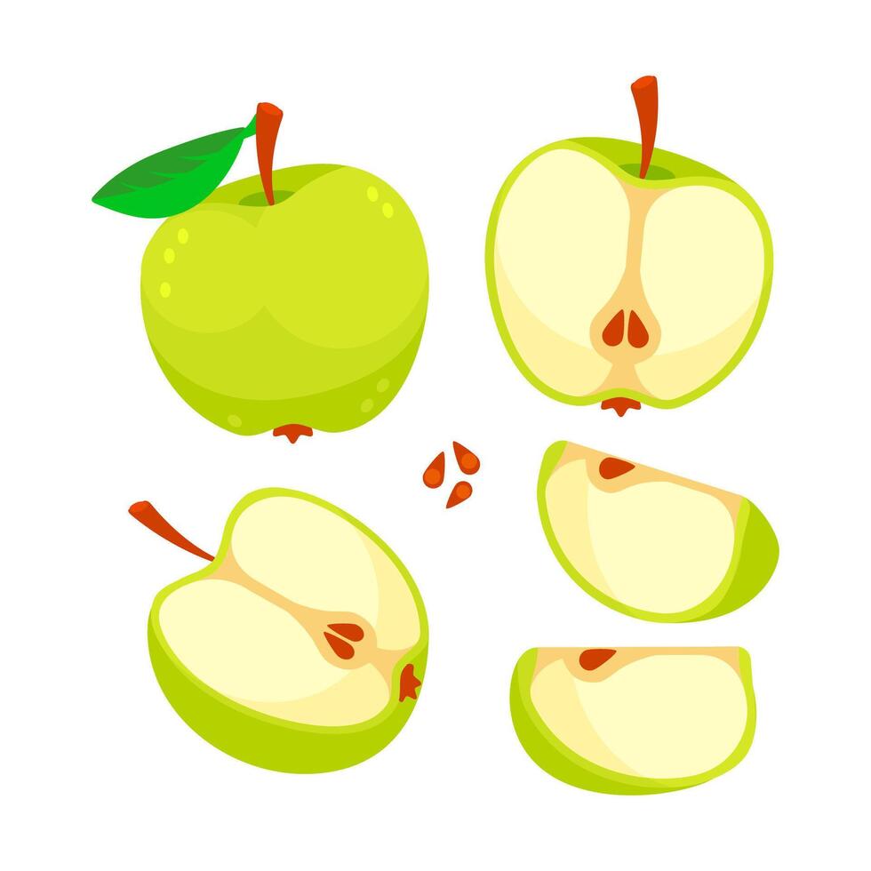 Set of apples and sliced apples. Apple fruit vector
