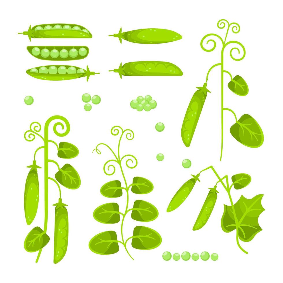 Set of pods of ripe green peas. Raw soy. vector