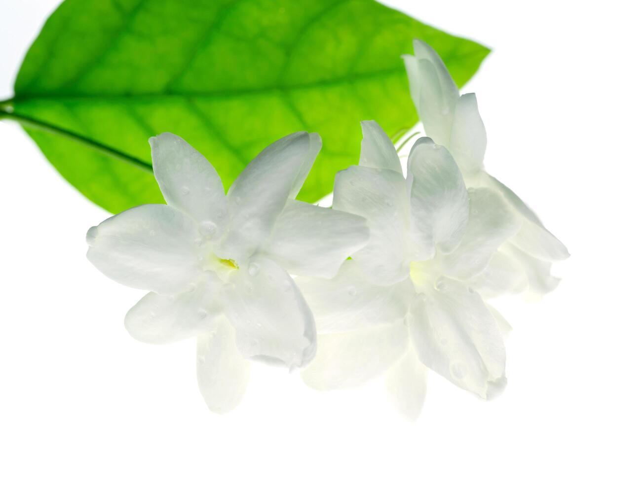 Close up of jasmine flower. photo