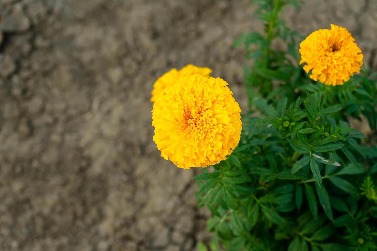 Close up marigolds flower photo