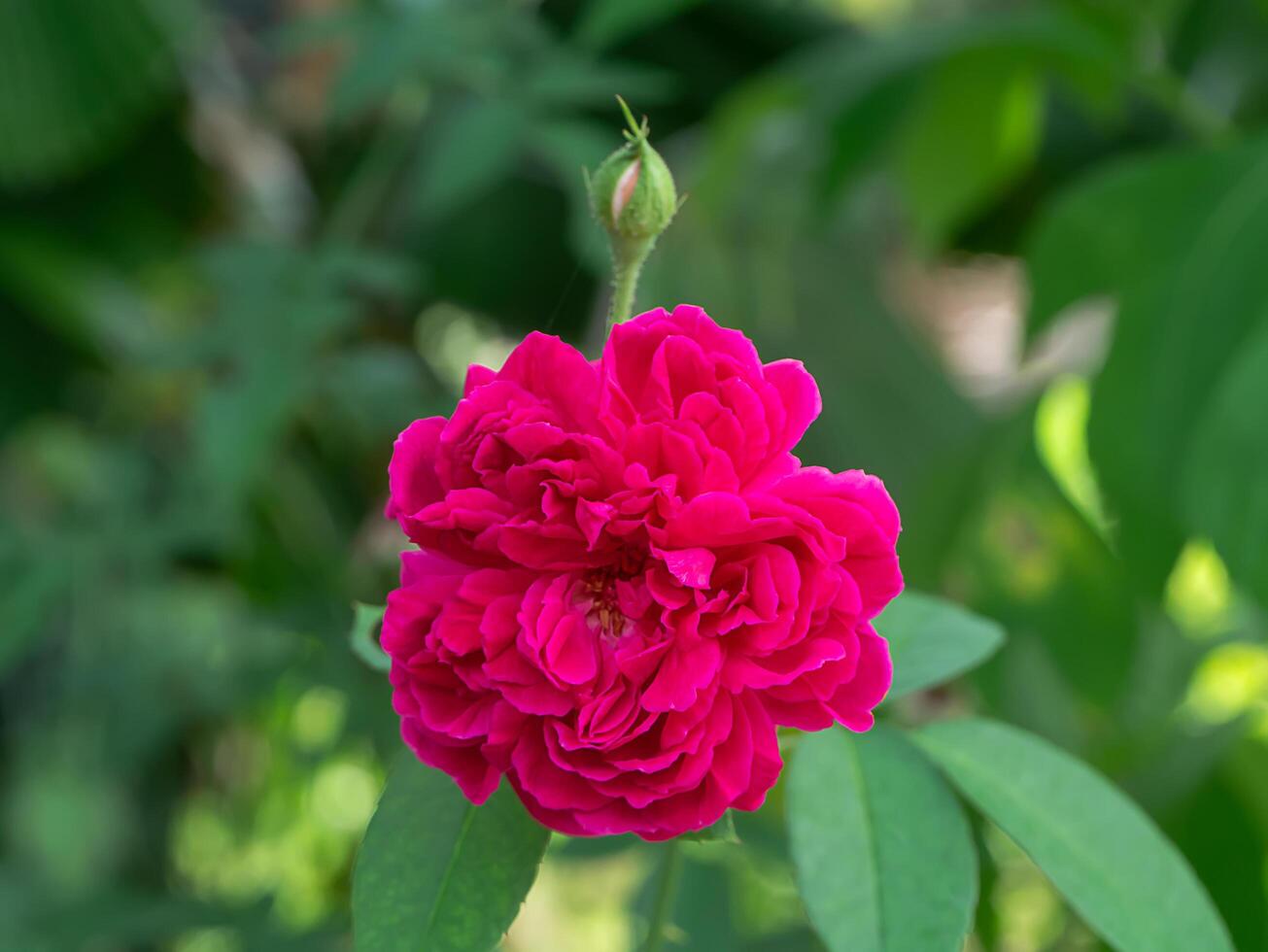 Pink rose flower photo